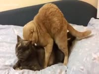 Owner captures their two cats fucking on the sofa